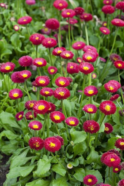 Bellis perennis 'Tasso'