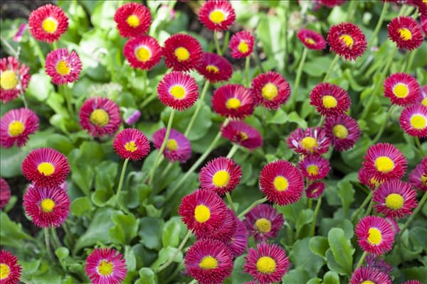 Bellis perennis 'Tasso'