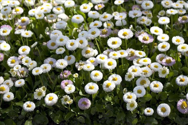 Bellis perennis 'Tasso'