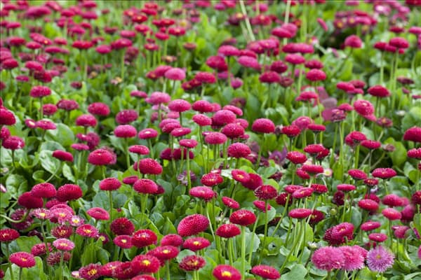 Bellis perennis 'Tasso'