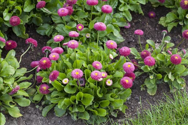 Bellis perennis 'Tasso'