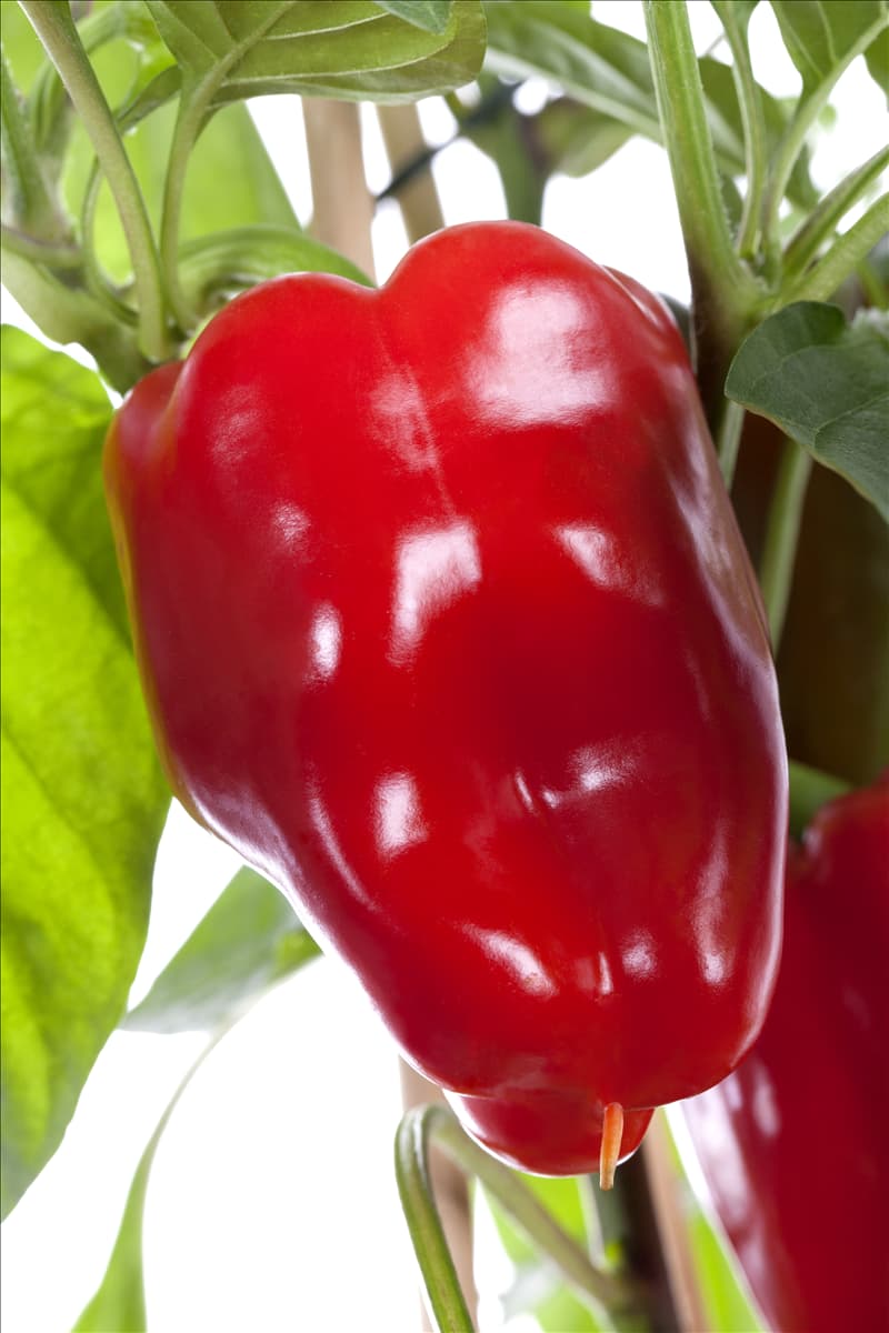 Capsicum annuum