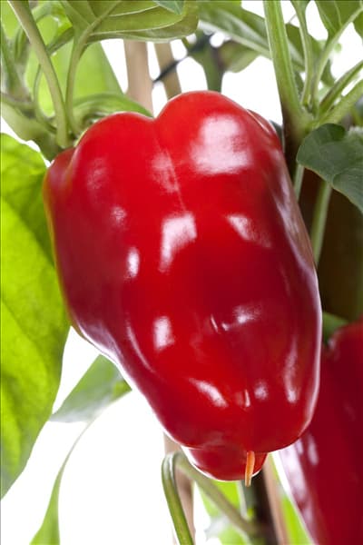Capsicum annuum