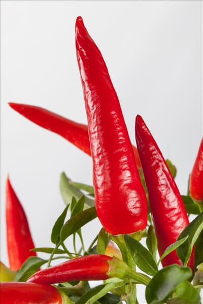 Capsicum annuum