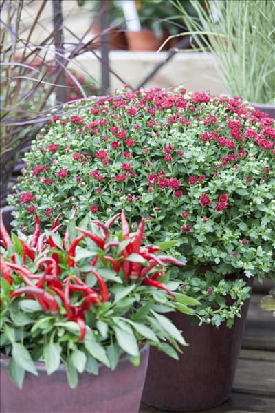 Chrysanthemum indicum