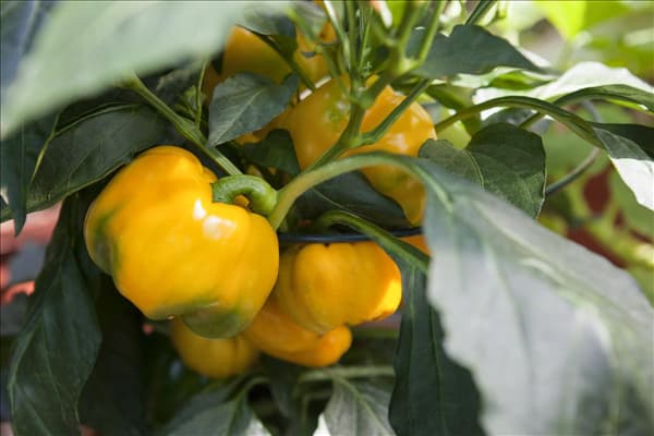 Capsicum annuum