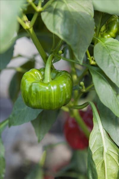 Capsicum annuum