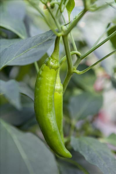 Capsicum annuum