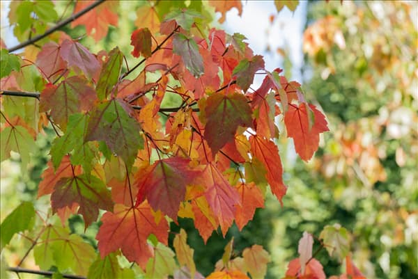 Acer rubrum