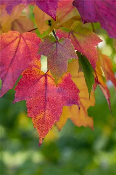 Acer rubrum