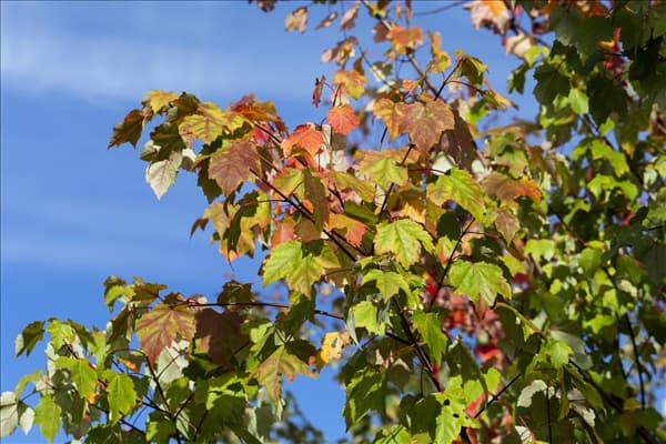 Acer rubrum