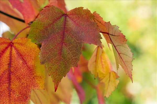 Acer rubrum