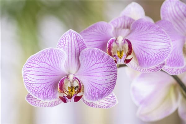 Phalaenopsis