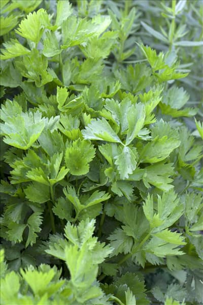 Apium graveolens