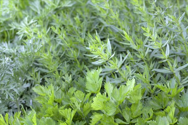 Apium graveolens