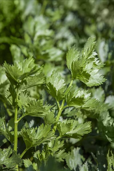 Apium graveolens