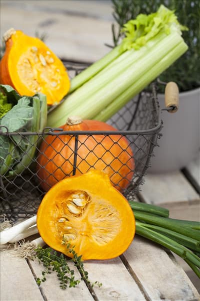 Cucurbita pepo