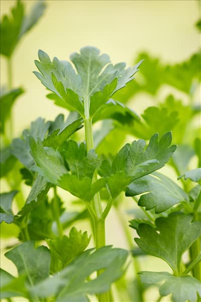 Apium graveolens