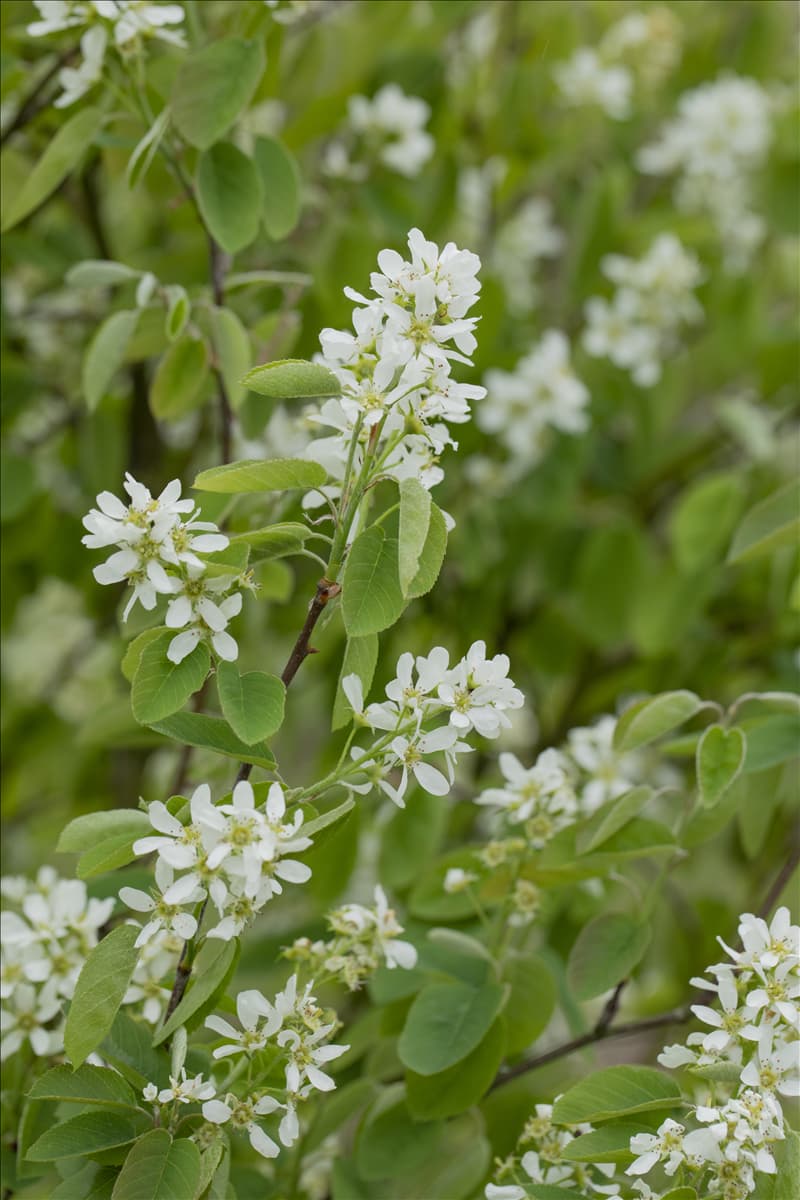 Amelanchier ovalis