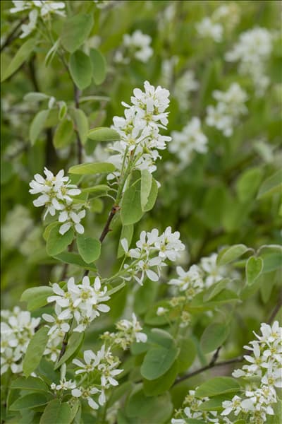 Amelanchier alnifolia 'Honeywood'(s)