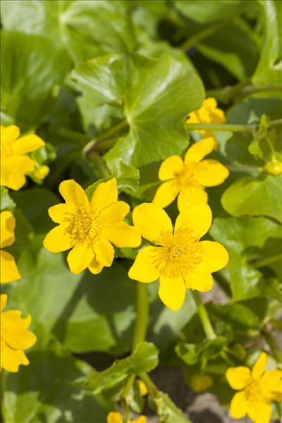 Caltha palustris