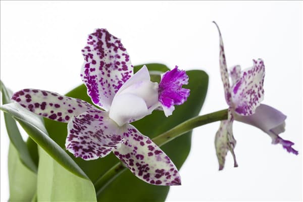 Cattleya (großblumig)