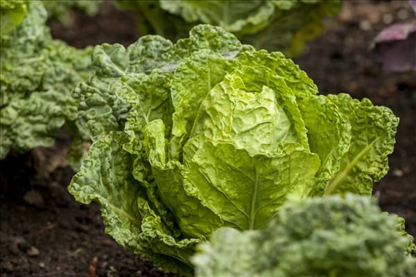 Brassica oleracea var. capitata