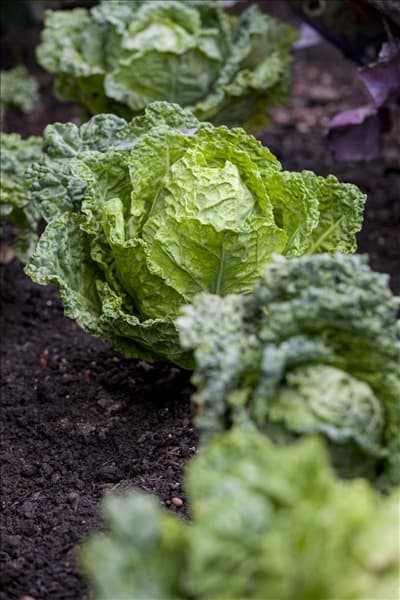 Brassica oleracea var. capitata