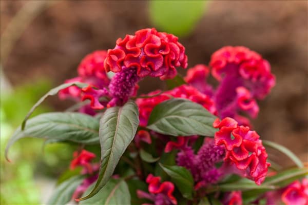 Celosia argentea 'Hot Topic'®