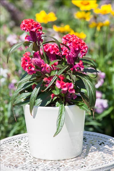 Celosia argentea 'Hot Topic'®