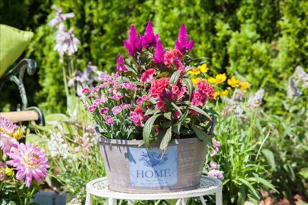 Celosia argentea 'Hot Topic'®