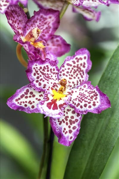 Cambria (Hassinger)