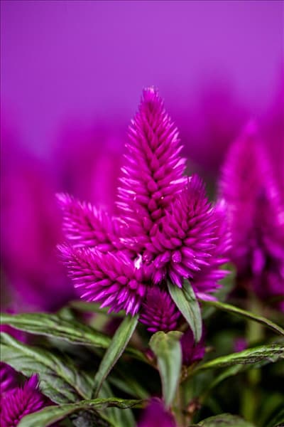 Celosia argentea Merida® 'Caracas'