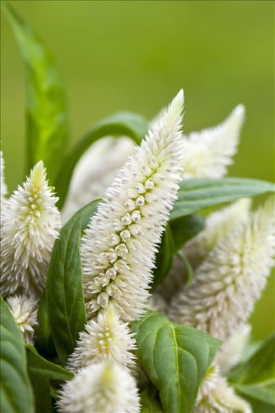 Celosia argentea 'Intenz'