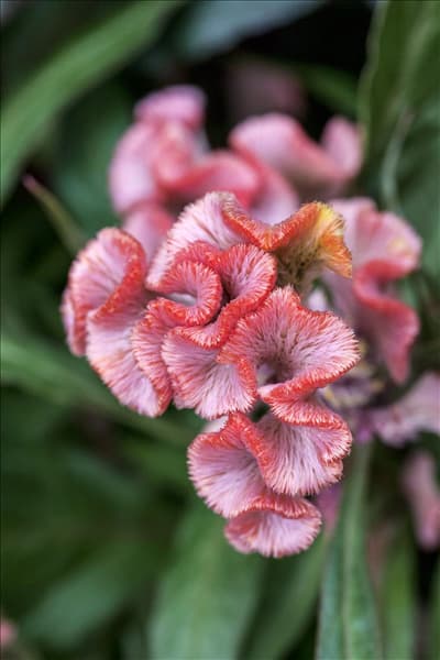 Celosia argentea Hot Topic® 'Pink'