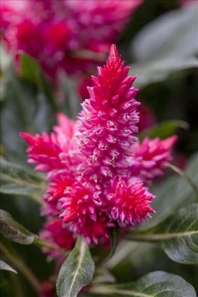 Celosia argentea Merida® 'Firossa'