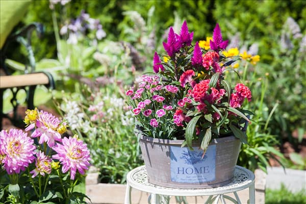Celosia argentea