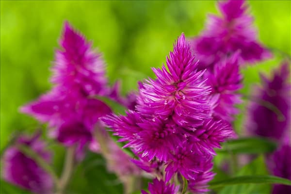 Celosia argentea