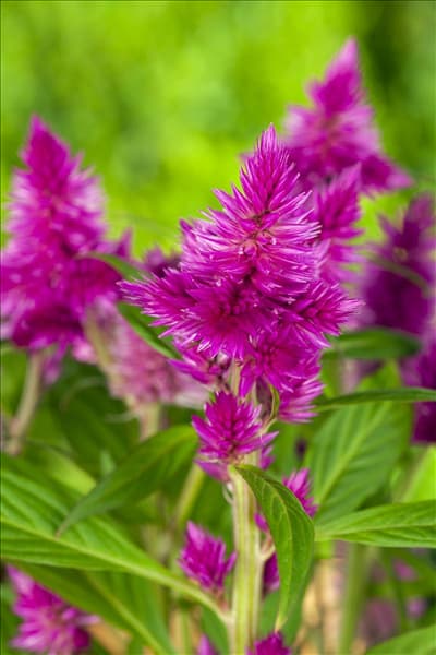 Celosia argentea