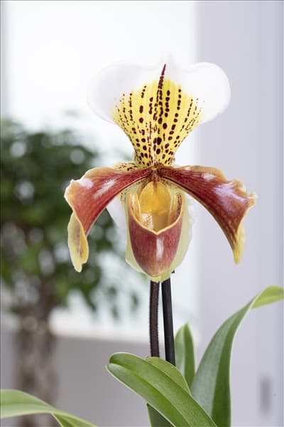 Paphiopedilum Multiflower