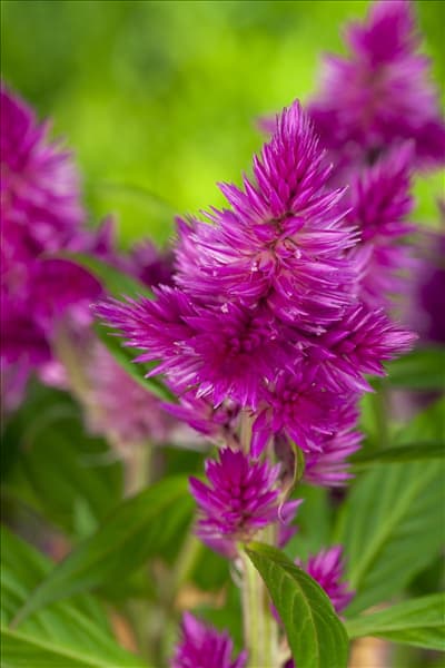 Celosia argentea