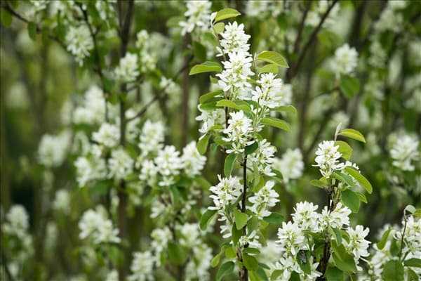 Amelanchier alnifolia 'Northline'