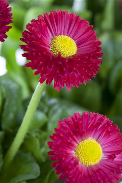 Bellis perennis