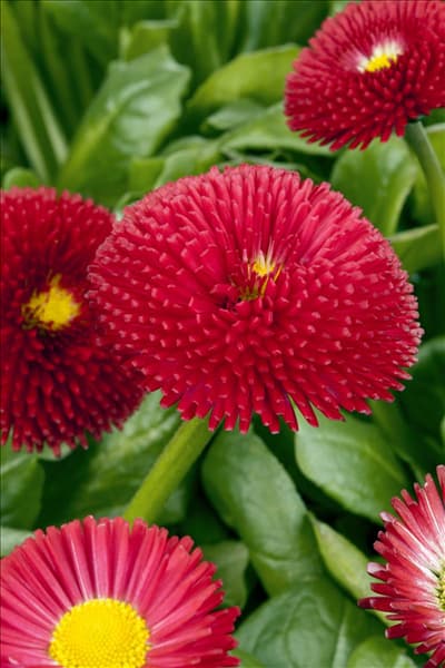 Bellis perennis, rot