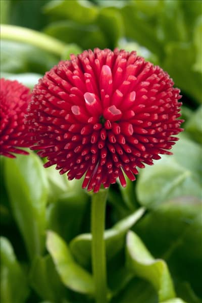 Bellis perennis, rot
