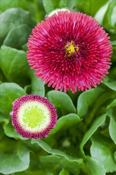 Bellis perennis