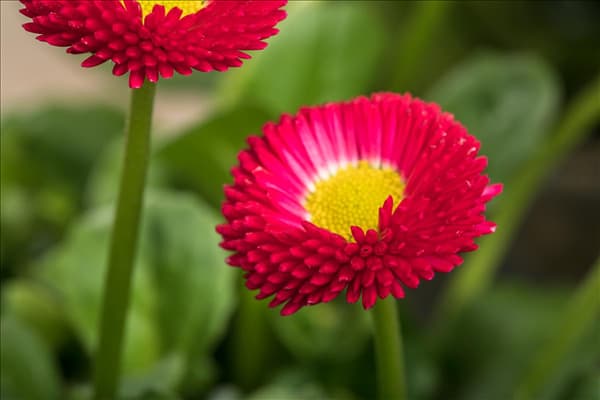 Bellis perennis, rot