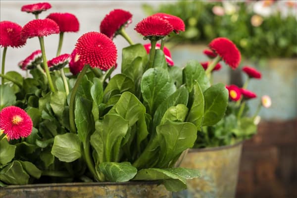 Bellis perennis, rot