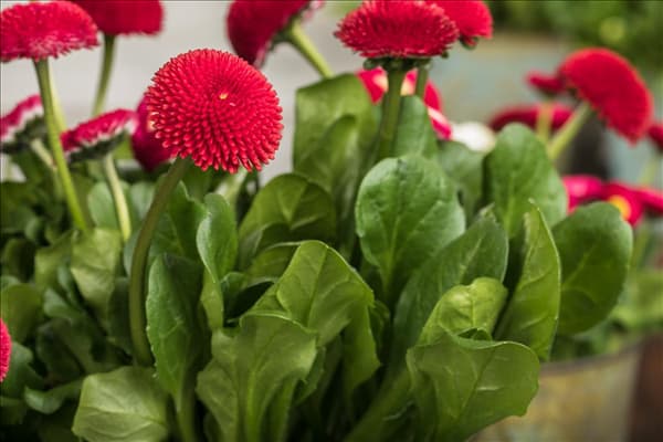 Bellis perennis, rot