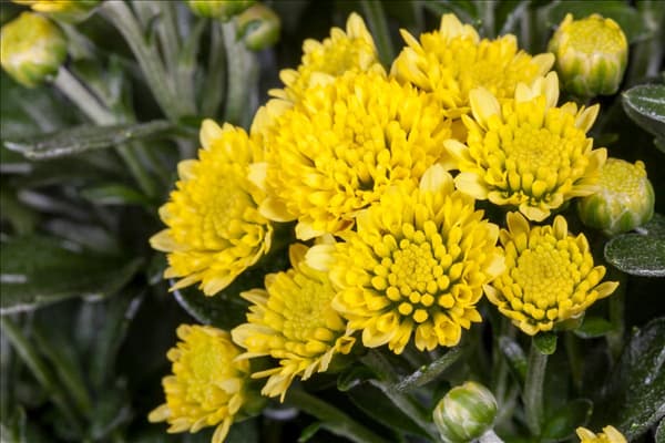 Ajania ajanthemum